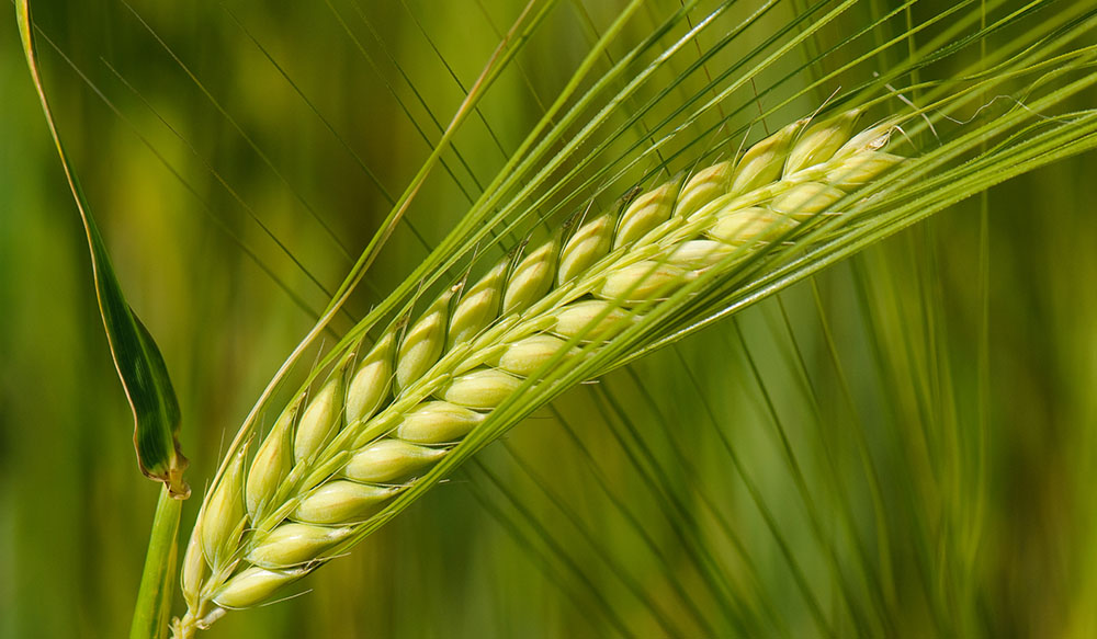 A close up of barley